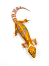 Giant Jungle Tangerine Tremper (H- 06)