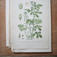 Image 3 of Planches De Botanique Anciennes Potager II