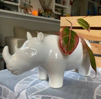 Image 6 of Red Aglaonema in White Rhino