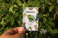 Image 3 of San Pedrito Acrylic Pin | Puerto Rican Tody Pin