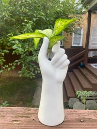 Image 1 of White Hand Gripping Dumb Cane Dieffenbachia