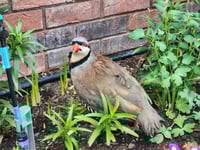 Image 1 of Chukar Hatching eggs