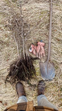 Image 11 of Plant a Tree 