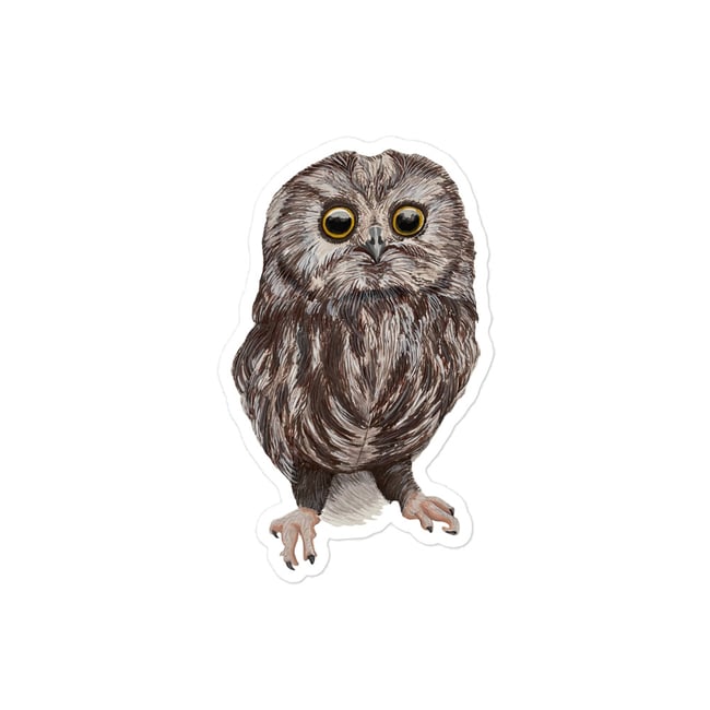4 Inch Northern Saw-whet Owl Sticker