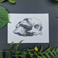 Fungus Skull - original artwork