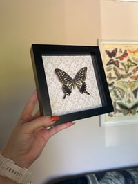 Image 3 of Asian Swallowtail Frame