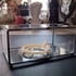 Viper Skeleton in a glass box  Image 2