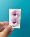 Orquídeas | “stud”