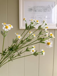 Summer Daisies ( Set of 3 )