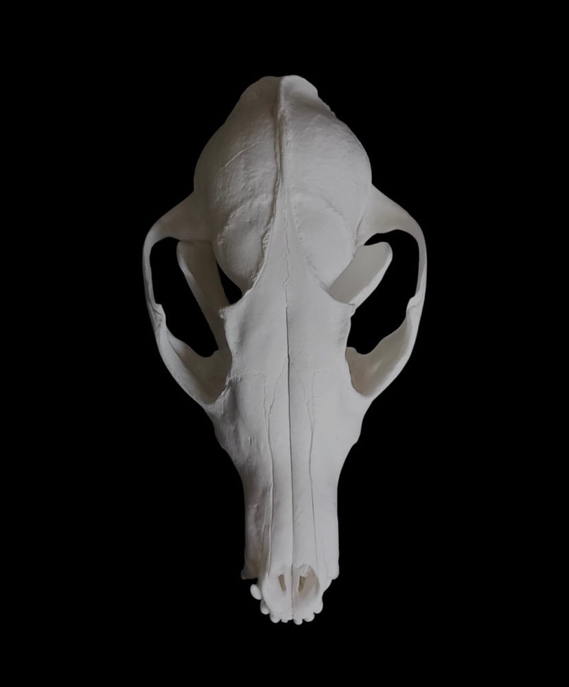 Image of  Fox Skull  