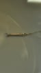 Image of Fisch Anhänger mit Aquamarin 