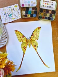 Image 1 of Comet Moth GOLDEN DUST COLLECTION ORIGINAL ARTWORK