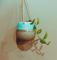 Image 3 of Vanilla Orchid