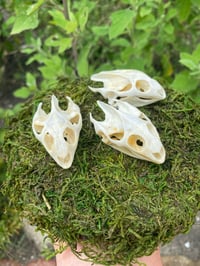 Image 1 of Turtle Skull