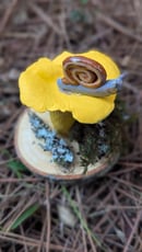 Image 2 of Chanterelle sculpture 