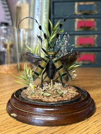 Image 3 of longhorn beetle dome
