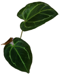 Barry Scwartz NOID 8 