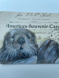Image 2 of Sea Otter on vintage postcard 