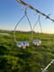 Image of Pearly Hoops
