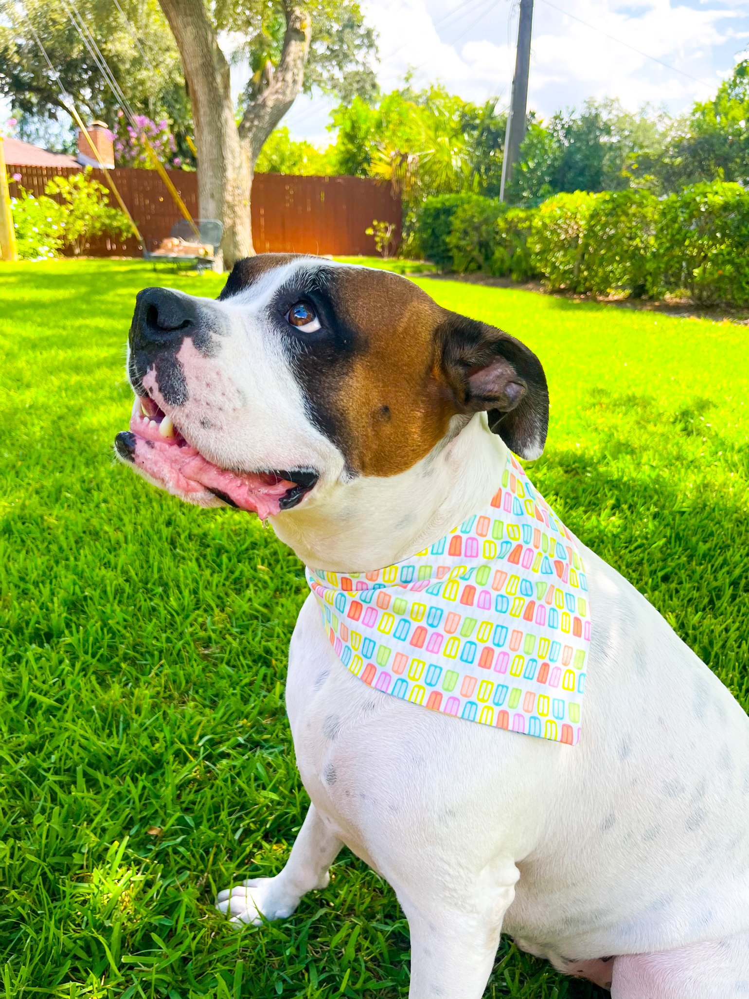 Tampa Rays Bandana 