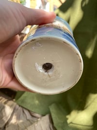 Image 4 of Ghost Echeveria in Sailboat Mug