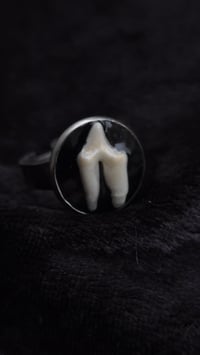 Image 1 of Fox tooth ring