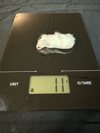 Image 2 of Hopper Mouse 