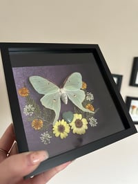 Image 3 of Luna Moth Frame