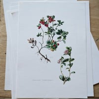 Image 6 of Planches De Botanique Camarine, Gui, Symphorine, Buis, Canneberge ...