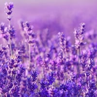 Image 1 of Lavender & Chamomile 