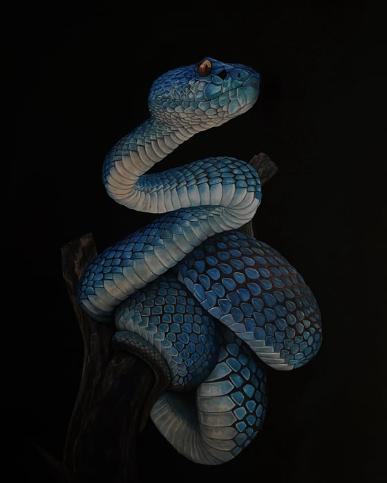 Image of Blue viper 