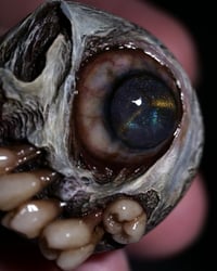 Image 7 of Undead Gaze Popsocket, phone grip