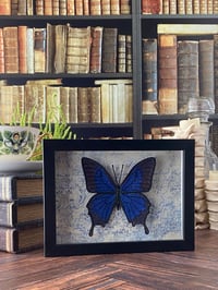 Image 2 of Faux Entomology Mounts - Blue Emperor Butterfly