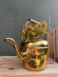 Image 3 of Coleus in Gold Kettle 
