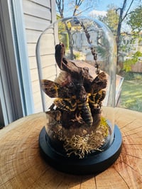 Image 1 of Death Moth Terrarium 