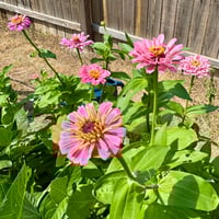 Image 1 of Zinnia Giant Double Enchanchress