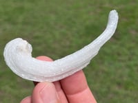 Image 2 of Rams Horn Selenite, Gypsum Specimen | Guizhou China #2867