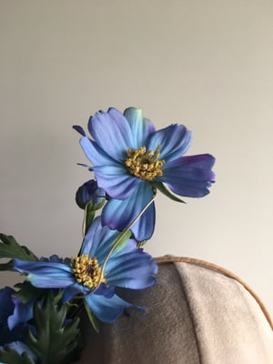 Image of Blue cosmos