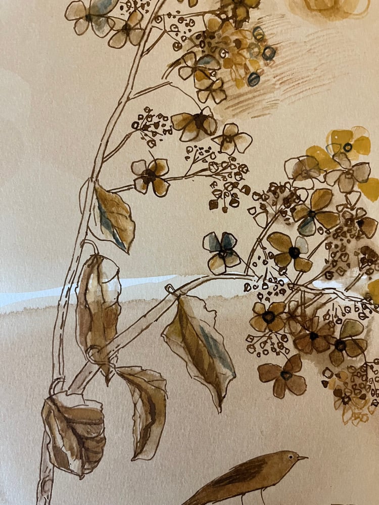 Image of Dried hydrangea and little bird 