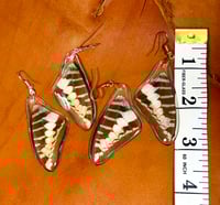 Image 2 of Common Swordtail Forewings - Underside (Brown & Beige)