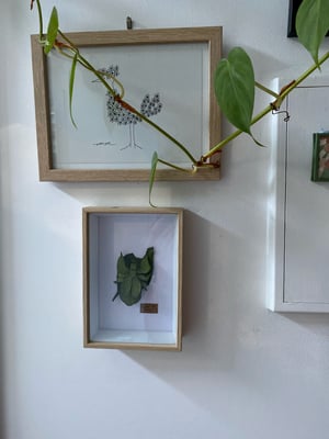 Image of Green leaf insect Frame. Faux taxidermy 
