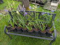 Image 5 of Great Camas Lily : Camassia leichtlinii