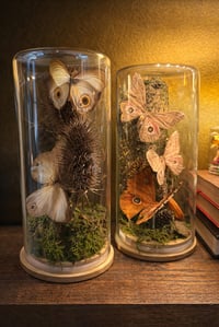 Butterfly Terrarium building Workshop @ The Wytches Cave - Glastonbury 11th May 12-4pm