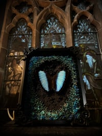 Image 2 of Blue Morpho