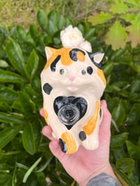 Image 5 of Medium Kitty 