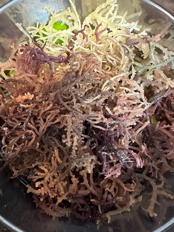 Image of Purple Sea moss 