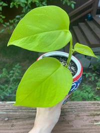 Image 2 of Lemon Lime Pothos in Paris Cup 