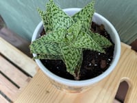 Image 2 of Soap Aloe in Cute Cat Bowl