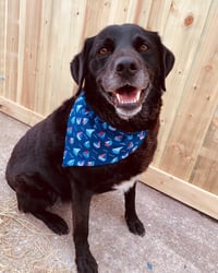 Image 2 of Sailor Dog Bandana