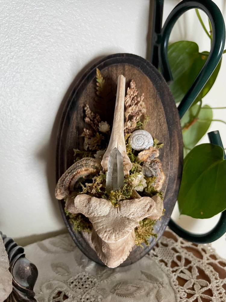 Image of Vertebra plaque 2